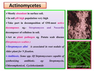 Actinomycetes
Mostly abundant in surface soil.
In soil pH high population very high
Take part in decomposition of OM-most active
decomposer. eg.- Streptomyces and Nocardia
decomposer of cellulose in soil.
Act as plant pathogen eg. Potato scab disease
(Streptomyces scabies )
Streptomyces alini is associated in root nodule of
Alder plant for N fixation.
Antibiosis; Some spp. Of Strptomycesare capable of
synthesizing antibiotic. eg: Streptomycin,
Chloromphenicol, Cyclohexiamide
 