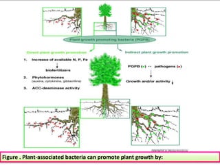 Figure . Plant-associated bacteria can promote plant growth by:
 
