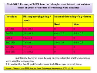 Table NO 2. Recovery of PGPR from the rhizosphere and internal root and stem
tissues of spruce five months after seedlings were inoculated
Inoculum Rhizosphere (log cfu g -1
root)
Internal tissue (log cfu g-1tissue)
Root Stem
L6-16R 5.6 ±0.3 0 0
Pw-2R 5.8 ± 0.5 4.4 ± 2.2 5.0 ± 0.2
S20-R 5.6 ±0.4 0 0
Sm3-RN 7.6 ± 0.1 3.9 ± 1.9 4.6 ± 0.3
Ss2-RN 7.5 ±0.1 0 0
Sw5-RN 7.1 ± 0.2 0 0
Source : Chanway et al (2000) Journal Forest Ecology and Management 57 (5) : 81- 88
6 Antibiotic bacterial strain belong to genera Bacillus and Pseudomonas
were used for innoculation.
2 Strain Bacillus Pw-2R and Pseudomonas Sm3-RN recover internal tissue
 
