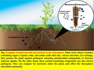 Fig. Examples of plant-microbe interactions in the rhizosphere. Plant roots release exudates
containing sugars, organic acids, and amino acids that may attract microbes. In exchange,
they protect the plant against pathogens releasing antimicrobial compounds; or increase
nutrient uptake. On the other hand, these carbon-containing compounds can also attract
pathogens. They can compete for nutrients, infect the plant, and affect the rhizosphere
microbial community
 