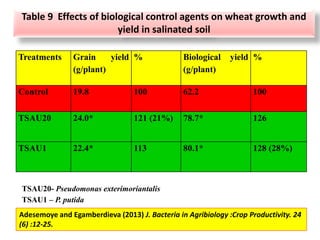 Table 9 Effects of biological control agents on wheat growth and
yield in salinated soil
Treatments Grain yield
(g/plant)
% Biological yield
(g/plant)
%
Control 19.8 100 62.2 100
TSAU20 24.0* 121 (21%) 78.7* 126
TSAU1 22.4* 113 80.1* 128 (28%)
Adesemoye and Egamberdieva (2013) J. Bacteria in Agribiology :Crop Productivity. 24
(6) :12-25.
TSAU20- Pseudomonas exterimoriantalis
TSAU1 – P. putida
 