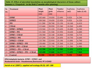 Table 15. Effect of microbial inoculation on morphological characters of tissue culture
banana cv. Virupakshi in the field (7 months after planting)
Sr.
no.
Treatment Plant
height
(cm)
Plant
girth
(cm)
Number
of leaves
Leaf area
(m2)
Leaf area
index (LAI)
1 EPB5 105.460 19.050 22.690 9.820 6.240
2 EPB22 109.560 19.650 22.920 9.920 6.320
3 Pf1 111.280 20.740 23.150 10.160 6.410
4 CHA0 115.460 20.950 23.340 10.260 6.490
5 EPB5 + EPB22 119.560 21.120 23.620 10.480 6.540
6 EPB5 + Pf1 121.560 21.540 23.950 10.620 6.600
7 EPB5 + CHA0 130.580 22.140 24.860 10.940 6.710
8 EPB22 + Pf1 127.290 21.820 24.450 10.750 6.640
9 EPB22 + CHA0 135.780 22.910 25.190 11.090 6.790
10 EPB5 + EPB22 + Pf1 138.480 23.140 25.360 11.210 6.840
11 EPB5 + Pf1 + CHA0 140.560 23.750 25.620 11.380 6.900
12 EPB22 + Pf1 + CHA0 142.580 24.120 25.980 11.450 6.970
13 EPB5 + EPB22 + Pf1 + CHA0 145.400 25.060 26.317 11.650 7.060
14 Control 92.500 18.320 21.990 9.350 5.860
Harish et al. (2007) J. applied soil ecology.39 (3): 187- 200
EPB-Endophytic bacteria -EPB5 + EPB22 and
Rizobacterial strain - Pseudomonas fluorescens: Pf 1+CHAO
 