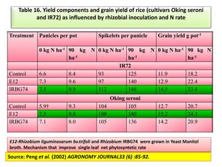 Table 16. Yield components and grain yield of rice (cultivars Oking seroni
and IR72) as influenced by rhizobial inoculation and N rate
Treatment Panicles per pot Spikelets per panicle Grain yield g pot-1
0 kg N ha-1 90 kg N
ha-1
0 kg N ha-1 90 kg N
ha-1
0 kg N ha-1 90 kg N
ha-1
IR72
Control 6.6 8.4 93 125 11.9 18.2
E12 7.3 9.6 97 140 12.9 22.4
IRBG74 7.5 9.9 112 148 14.5 23.4
Oking seroni
Control 5.9† 9.3 104 105 12.7 20.7
E12 7.5 9.8 108 140 15.2 24.3
IRBG74 7.1 8.0 105 136 14.2 20.9
Source: Peng et al. (2002) AGRONOMY JOURNAL33 (6) :85-92.
E12-Rhizobium liguminosarum bv.trifoli and Rhizobium IRBG74 were grown in Yeast Manitol
broth. Mechanism that improve single leaf net phytosyntetic rate
 