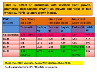 Table 17. Effect of inoculation with selected plant growth-
promoting rhizobacteria (PGPR) on growth and yield of two
wheat cv. PGPR Isolaters grown in pots.
PGPR
Isolaters
No. of tillers
per plant
Straw yield
(gram per plant)
Grain yield
(gram per plant)
Pasban-90 Inqlab-
91
Pasban-
90
Inqlab-
91
Pasban-90 Inqlab-
91*
Uninoculated 4.31 (100%) 4.43 NS 5.73 5.82 3.07 3.03 NS
Ha21 4.30 4.50 5.34 6.24 3.14 3.13
Ha22 5.0 4.10 6.09 5.79 3.15 2.96
Ha23 4.90 4.40 6.01 6.18 3.49 (13.9) 3.24
Ha30 5.31
(23.2%)
4.70 6.44 6.41 3.52
(14.9%)
3.06
Khalid et al.(2004) Journal of Applied Microbiology. 33 (6): 78-85.
Seed innoculated with 4 PGPR isolate strain Auxin
 