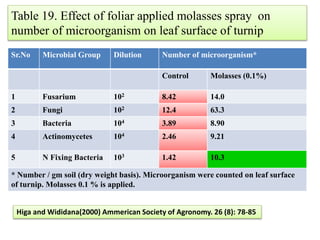 Table 19. Effect of foliar applied molasses spray on
number of microorganism on leaf surface of turnip
Sr.No Microbial Group Dilution Number of microorganism*
Control Molasses (0.1%)
1 Fusarium 102 8.42 14.0
2 Fungi 102 12.4 63.3
3 Bacteria 104 3.89 8.90
4 Actinomycetes 104 2.46 9.21
5 N Fixing Bacteria 103 1.42 10.3
* Number / gm soil (dry weight basis). Microorganism were counted on leaf surface
of turnip. Molasses 0.1 % is applied.
Higa and Wididana(2000) Ammerican Society of Agronomy. 26 (8): 78-85
 