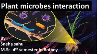 Plant microbes interaction
By
Sneha sahu
M.Sc. 4th semester in Botany
 