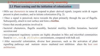2. Plant colonization and community assembly
MOs use chemotaxis to sense & respond to plant- derived signals, (organic acids & sugars
present in plant exudates, and to initiate colonization (Fig. 2).
 Once a signal is perceived, move towards the plant primarily through the use of flagella.
Subsequently, attach to root surface and form a biofilm.
• Genes that encode proteins involved in
bacterial chemotaxis, flagella assembly, bacterial motility, biofilm formation, bacterial
secretion and
two-component regulatory systems are highly abundant in Mos and microbial communities
found in root , stem & phyllosphere environments, compared with bulk soil.
 After successful colonization, diverse host processes, such as the activation of plant
signalling pathways and nutrient- stress- mediated root inhibition alters the host root
architecture.
2.1 Plant sensing and the initiation of colonization
 