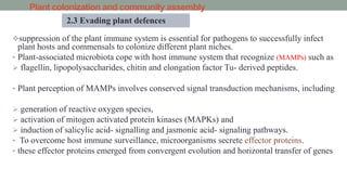 Plant colonization and community assembly
suppression of the plant immune system is essential for pathogens to successfully infect
plant hosts and commensals to colonize different plant niches.
• Plant-associated microbiota cope with host immune system that recognize (MAMPs) such as
 flagellin, lipopolysaccharides, chitin and elongation factor Tu- derived peptides.
• Plant perception of MAMPs involves conserved signal transduction mechanisms, including
 generation of reactive oxygen species,
 activation of mitogen activated protein kinases (MAPKs) and
 induction of salicylic acid- signalling and jasmonic acid- signaling pathways.
• To overcome host immune surveillance, microorganisms secrete effector proteins.
• these effector proteins emerged from convergent evolution and horizontal transfer of genes
2.3 Evading plant defences
 