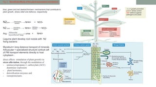 Fig.3 Beneficialeffectsoftheplant-associatedmicrobiome
blue= growth promotion
green= stress control
red= defence against
pathogens and pests
blue, green and red dashed Arrows= mechanisms that contribute to
plant growth, stress relief and defence, respectively
N2(atm) NH4+ + NO3-
N2 (soil) NH4+ NO3-
Arg urea + NH4+
Legume plant develop root nodule with N2
fixing bacteria
Mycelium= long distance transport of minerals
Arbuscular = specialized structure cortical cell
of PM transport elements directly to host
cytoplasm .
Diazotrophic
bacteria
Amonifying
bacteria
Nitrifying
bacteria
Microbiome
Arbuscular
mycorrhzizal fungi
direct effects stimulation of plant growth via
stress alleviation, through the modulation of
- aminocyclopropane-1- carboxylate (ACC)
deaminase expression
- plant hormones,
- detoxification enzymes and
- osmoprotectants.
 