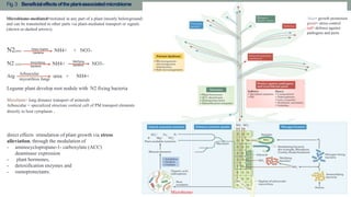 Fig.3 Beneficialeffectsoftheplant-associatedmicrobiome
Microbiome-mediated=initiated in any part of a plant (mostly belowground)
and can be transmitted to other parts via plant-mediated transport or signals
(shown as dashed arrows).
N2(atm) NH4+ + NO3-
N2 (soil) NH4+ NO3-
Arg urea + NH4+
Legume plant develop root nodule with N2 fixing bacteria
Mycelium= long distance transport of minerals
Arbuscular = specialized structure cortical cell of PM transport elements
directly to host cytoplasm .
Diazo trophic
bacteria
Amonifying
bacteria
Nitrifying
bacteria
Arbuscular
mycorrhiza fungi
direct effects stimulation of plant growth via stress
alleviation, through the modulation of
- aminocyclopropane-1- carboxylate (ACC)
deaminase expression
- plant hormones,
- detoxification enzymes and
- osmoprotectants.
blue= growth promotion
green= stress control
red= defence against
pathogens and pests
Microbiome
 