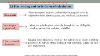 2. Plant colonization and community assembly
2.1 Plant sensing and the initiation of colonization
chemotaxis
Sense & respond to plant- derived signals, (organic acids &
sugars present in plant exudates, and to initiate colonization
Once a signal
is perceived
Move towards the plant primarily through the use of flagella
attach to root surface and form a biofilm
After successful
colonization
Diverse host processes, such as the activation of plant signaling
pathways & nutrient-stress-mediated root inhibition alters the host
root architecture.
Chemotaxis (chemo- + taxis) is the movement of an organism or entity in response to a chemical stimulus
 
