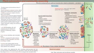 -The plant interacts with microbiome release of
root exudates
-Quorum sensing/two-component systems- inter &
intramicrobial communications among dt species.
-CRISPR-associated genes-adaptive immunity
against bacteriophages
-Antibiotic-R genes-protection against biological &
chemical warfare (eg.toxins and defense systems)
during the initial stages of community assembly.
-Subsequently, the microbial community moves
towards the plants through chemotaxis, involving
motility proteins and the assembly of flagella.
-Further colonization leading to the formation of a
biofilm on plant
Plant colonization and community assembly
Signaling molecules= organic acids, sugars, phenol,
proteins CHO, and 2nd metabolites
mediated
colonization
Fig2. Plant colonization and microbiome assembly.
Microbial-mediated processes, pathways & proteins that related to colonization ….are shown.
-Gene products from eukaryotic-like plant resembling plant-associated and root-
associated domains (PREPARADOs) are speculated to mimic the host cell signaling,
thus acting as decoys to circumvent plant defenses and gain entry into plant tissues
-Lytic enzymes-facilitate entry into plant
tissue
-MAMPs- recognized by plant immune
response & shape endosphere microbial
assemblages in plant.
-c-di-AMPmediates cell–cell
communication & initiation of
biofilm by influencing express
of genes.
Scopoletin-has antimicrobial activity,
selects for beneficial MOs that ameliorate
stress (altered root exudation)
 