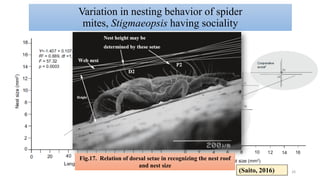 Plant Mites and Sociality_ life types in mites | PDF