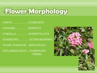 BOTANNY SPECIAL PROJECT