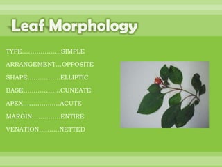 BOTANNY SPECIAL PROJECT