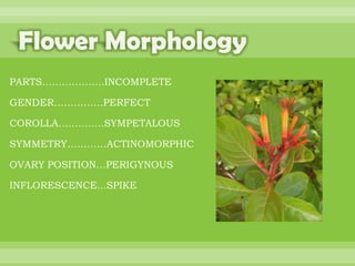 BOTANNY SPECIAL PROJECT