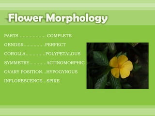 BOTANNY SPECIAL PROJECT