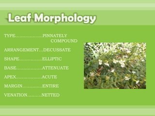 BOTANNY SPECIAL PROJECT