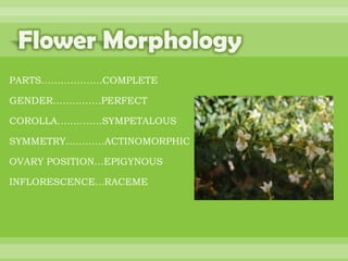 BOTANNY SPECIAL PROJECT