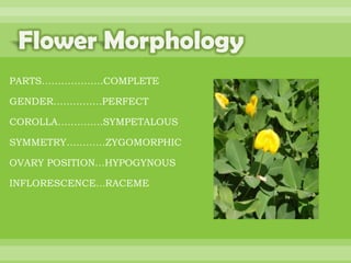 BOTANNY SPECIAL PROJECT