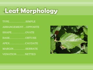 BOTANNY SPECIAL PROJECT