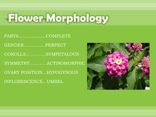 BOTANNY SPECIAL PROJECT