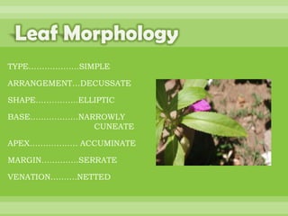 BOTANNY SPECIAL PROJECT