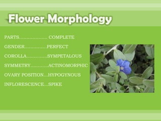 BOTANNY SPECIAL PROJECT