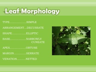 BOTANNY SPECIAL PROJECT