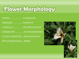 BOTANNY SPECIAL PROJECT