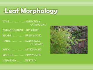 BOTANNY SPECIAL PROJECT