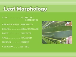 BOTANNY SPECIAL PROJECT