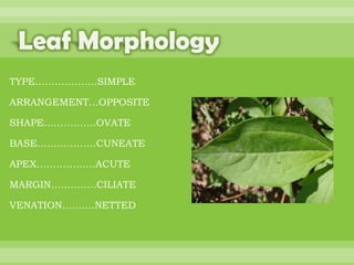 BOTANNY SPECIAL PROJECT