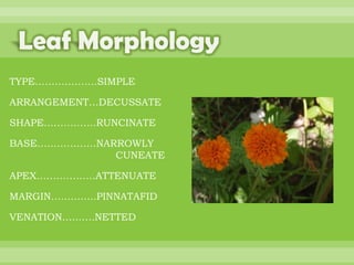 BOTANNY SPECIAL PROJECT