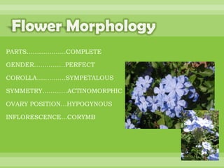 BOTANNY SPECIAL PROJECT