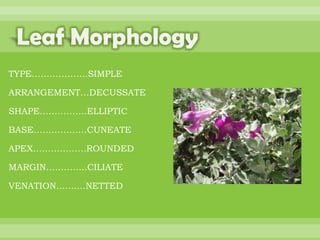 BOTANNY SPECIAL PROJECT