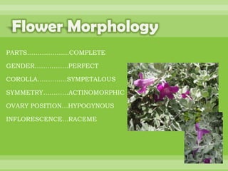 BOTANNY SPECIAL PROJECT