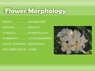 BOTANNY SPECIAL PROJECT