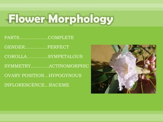 BOTANNY SPECIAL PROJECT