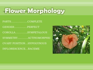 BOTANNY SPECIAL PROJECT