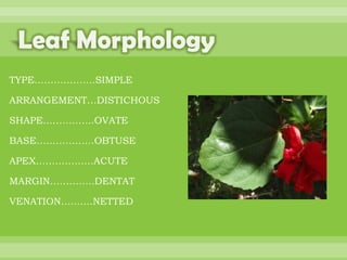 BOTANNY SPECIAL PROJECT