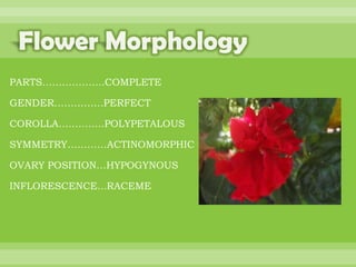 BOTANNY SPECIAL PROJECT