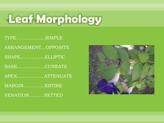 BOTANNY SPECIAL PROJECT