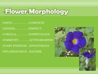 BOTANNY SPECIAL PROJECT