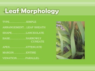 BOTANNY SPECIAL PROJECT