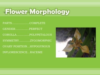 BOTANNY SPECIAL PROJECT