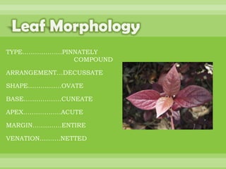 BOTANNY SPECIAL PROJECT