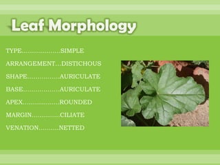 BOTANNY SPECIAL PROJECT