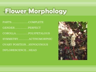 BOTANNY SPECIAL PROJECT