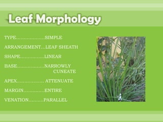 BOTANNY SPECIAL PROJECT